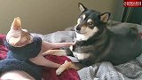 柴犬给猫咪舔毛，猫咪却很嫌弃的走开了，狗：好尴尬呀！