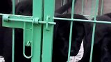 现在，这么好的拉布拉多都没人愿意喂养了，犬舍还有这么多
