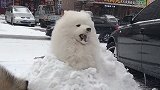 主人把萨摩耶堆成雪人，萨摩耶一脸的享受：天然的冰淇淋就是好吃