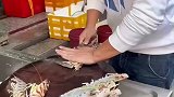 赶海捉海鲜，这大虾怎么样