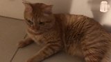 【巧克力】『橘子冰的日常』－ 守门猫咪橘子冰！他是在期待什么