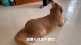 金毛散步回到家为何两次对着主人大骂