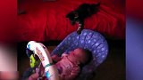 会晃宝宝椅的小猫咪，这小猫咪也太聪明了吧，真是可爱极了！