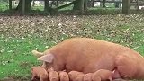 老母猪把小猪仔顶上天的搞笑操作，这一看就是亲妈啊！