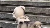 没想到阿拉斯加犬也懂探戈，探戈就是趟着走，一步一跟头
