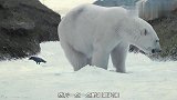 电影：北极冰川融化，科学家把北极熊带回去研究，才发现灾难发生