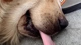 狗子：烦不烦呀，别动我的舌头！