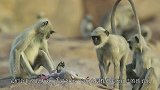 一人将仿真猴丢入猴群，猴子误以为自己失手杀猴，现场让人落泪
