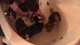 高萌预警来袭!小奶狗们“惊慌失措”的站在浴盆里,样子太搞笑!