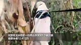 实拍！警犬搜毒超12公斤奖励“鸡腿花环”，挂一脖子鸡腿