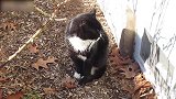 院子里晒太阳的猫咪，看这懒洋洋的模样，真是太可爱！