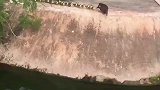 小鸭第一次下水，会发生什么
