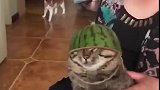 猫:主人我谢谢你给我做的帽子!