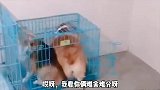 这两只狗太有趣了，争着进笼子，好搞笑啊！