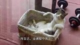 猫咪夜不归宿，下一秒的反应太逗了，猫：快让我进去！