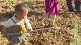 三岁的娃娃下地干农活，动作熟练的让人心疼