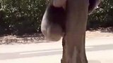 考拉打架打输了，在树边嚎啕大哭求抱抱