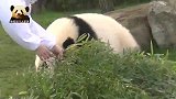 为了吃到好吃的，头顶“天线”的熊猫宝宝乖乖跟奶妈走，好萌呀！