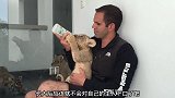 老虎都还没有断奶，每一只都需要饲养员来喂