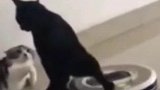 猫猫谈恋爱，扫地机器人来打扰，猫猫这样做太霸气