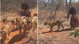 女子与6头母狮在林中散步 抓着狮子尾巴像“遛狗”