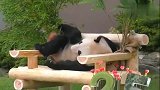 翘二郎腿的熊猫, 大概知道自己是国宝了