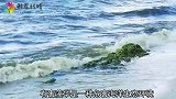 海洋8个危险的生物，唯美绿色泡沫竟有毒，石头也有毒？