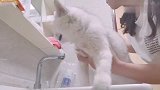 早早猫咪终于痊愈啦：洗个澡，把身上洗得香香的，迎接新喵生！