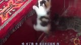 搞笑动物配音如果动物都会说四川方言,能把人笑安逸惨