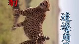 空中俯瞰猎豹追逐角马幼崽!