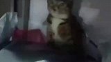 快递站雇小猫打工猫取件码拿来