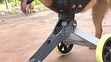 3D打印的流浪狗轮椅