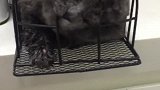 老虎不发威当我是病猫