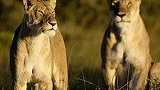 马赛马拉野生动物保护区：动物王国的残酷与感动