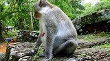 一个大猴子的肚子里有个小宝宝，正准备要生了