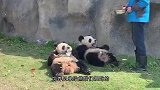 男子翻围墙摸熊猫，结果熊猫死活不让他走，镜头拍下全过程