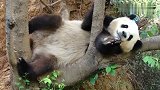 大熊猫躺姿好嚣张，叫它都不理，国宝就是不一样