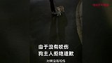 怀孕5个月孕妇被咬，狗主人见没咬伤拒不道歉：狗咬的，让它道歉