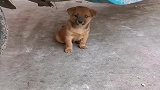 狗子：你快走吧，铲屎官不让我和陌生人玩儿