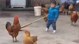 公鸡竟然集体围攻小主人