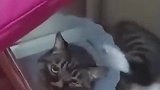 你是，野生倒霉蛋吗