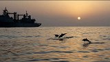 超有爱！数百头海豚余晖下追逐跳跃 为中国护航军舰“保驾护航”