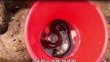阿文意外闯进“巨螺岛”，个个形状古怪像包子，这种靓货太少见