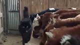 农场长大的小猫咪，小时候经常被牛顶下去，长大后……