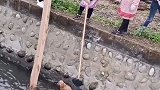 村民合力架桥救小狗，谢谢善良的你们