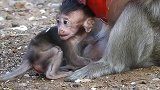 马丁出生一个月了，为了感谢外婆猴对它的照顾，摄影师给它带吃的