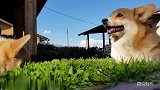 天气暖洋洋，主人带柯基去草坪上晒太阳，调皮狗子到处撒欢
