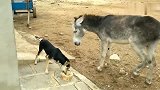 驴子：非要逼我动手，一脚怀疑狗生。
