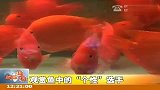 观赏鱼中的“个性”选手  20120119  新闻现场
