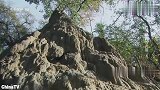 狮子对猫鼬开始了围捕，一个爪子就把猫鼬拍到了地上，太凶猛了！